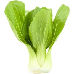 Shanghai Pak Choi Mini