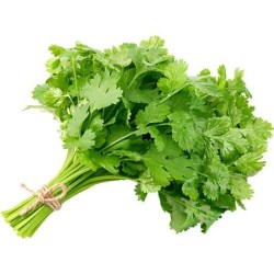 Coriander