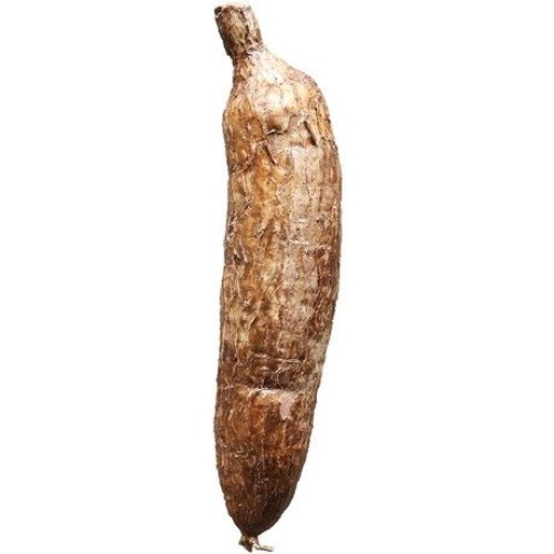 Cassava