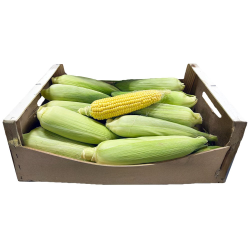 Maize/Corn Fresh Maize/Corn Fresh