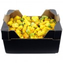 Pepper Hot Pili-Pili Yellow Uganda Pepper Hot Pili-Pili Yellow Uganda