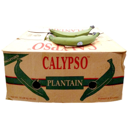 Plantain Green Calypso Plantain Green Calypso
