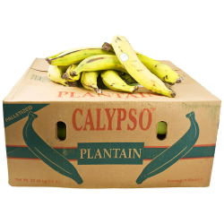 Plantain Yellow Calypso Plantain Yellow Calypso