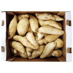 Sweet Potatoes Brasil White Sweet Potatoes Brasil White