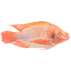 Tilapia Red - Bigi Mama 500/800 G/S Tilapia Red - Bigi Mama 500/800 G/S