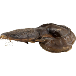 Catfish Ring Traditionally Smoked Catfish Ring Traditionally Smoked