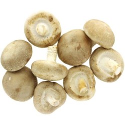 Shiitake Shiitake