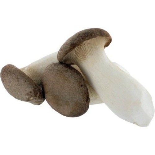 Eryngii King Oyster Eryngii King Oyster