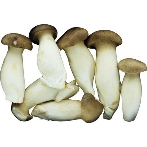 Eryngii King Oyster