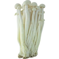 White Crab Mushroom White Crab Mushroom