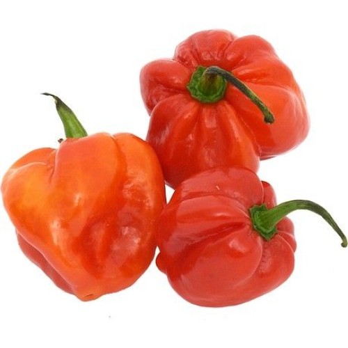 Habenero Red Hot