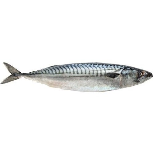 Mackerel W/R 4/600