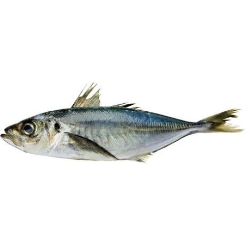 Horse Mackerel W/R 3-400