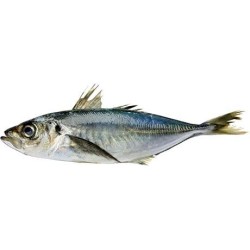 Jack/Horse Mackerel W/R 5/900 CL