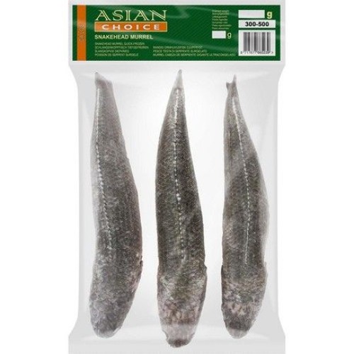 Snakehead Murrel W/C 3/500