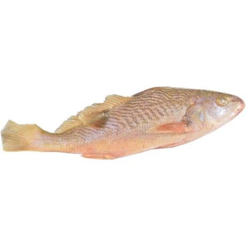 Yellow Croaker W/R 700/1000