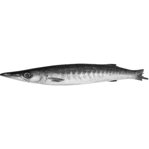 Barracuda WR IQF 2/3000